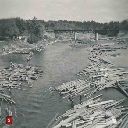 Koku pludināšana, 1952. gads